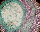 Woody stem cell in cross section