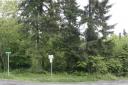 Trees versus houses: May 2005